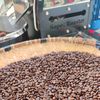 bongkardcoffeemanokwari