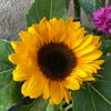 sflowerr7
