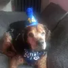 fidoandfrank