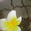 kawin_2_6