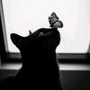 nightstcuu