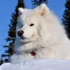 _gardey_76