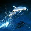 jamesledolphin