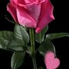 user5301789072980