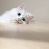 nupus_38