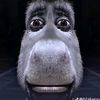 gibroid_donkey