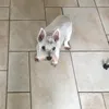 sylvielei
