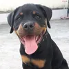 rotweillerthor1