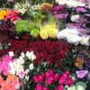 rasha_hj1