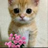 ashon_one
