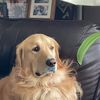 dog_lover20102010