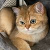 raphi_the_cat