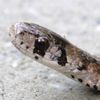 mudasnake