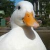 mcpato_pe