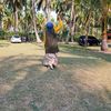 widyabrawita47