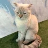 mycatlovermeow
