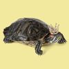 turtlemaster69