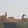 benaaboudesalahedine
