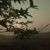 nth.nt1