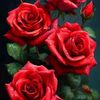 hadia221133