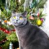 lapasko69