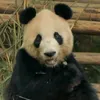 xpandamonium85