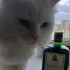dudeifcklvcff