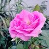 mdsabbirhussain26