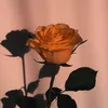 .halimah68