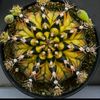 lidyazcactus