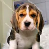 chienvo2157