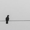 pinn_987