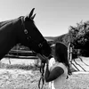 lillyshorses_