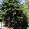 thebear_002