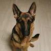 hazel_perrita