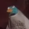 darmaniz