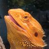 drax_the_dragon23