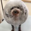 doggymama333