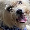 dogdaze07