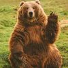 _big__bear_