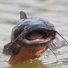 icatfishpeople