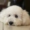 lindyph