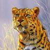 wildlife1020