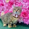 munchkinkitty7