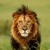 lion.com05