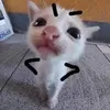 tanhienvjppro