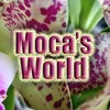 mocas_world