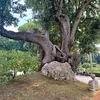 iuliandediu501