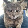 frowzyfeline