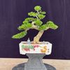 Lover Legend Gardening Bonsai